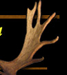 Antler Gallery